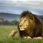 Kenya_Lion