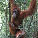 10-Wildlife_Borneo
