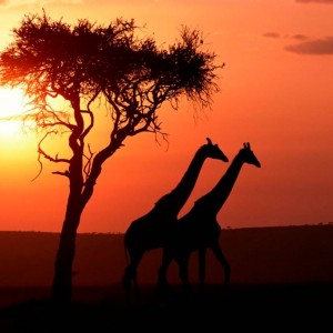 Giraffes sunset