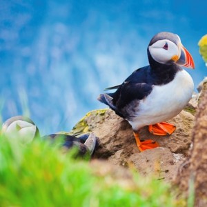 Puffin Iceland small