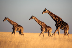 namibia giraffes