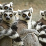 Ring-tailed Lemurs (Lemur catta) captive. Cincinnati Zoo, Cincinatti, Ohio, USA