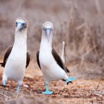 Couple of blue footed boobies performing mating dance