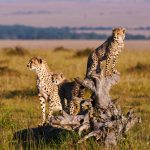 Cheetah mom and cubs